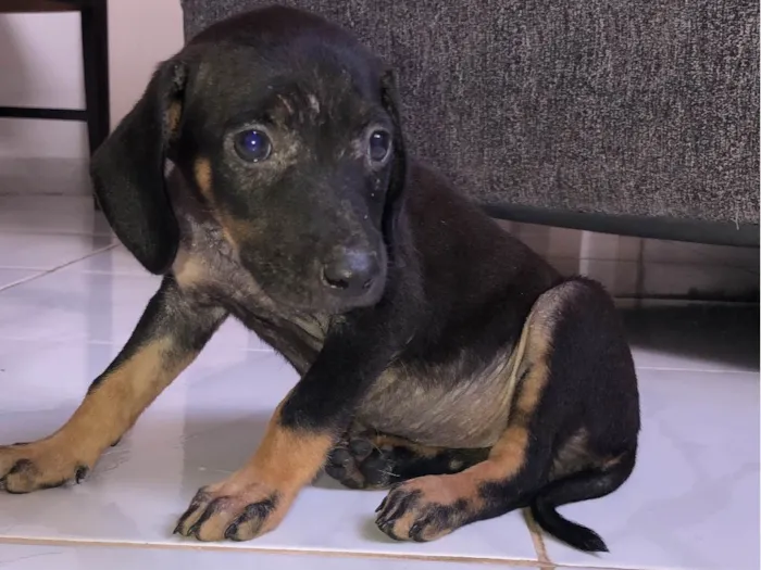 Cachorro ra a SRD-ViraLata idade 7 a 11 meses nome luma 