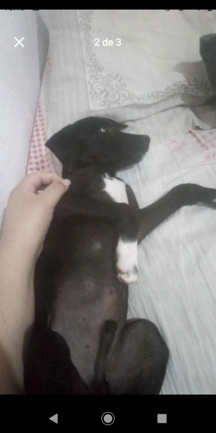 Cachorro ra a SRD-ViraLata idade 7 a 11 meses nome Toddy