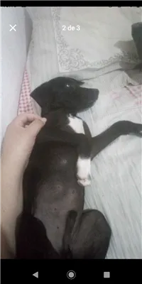 Cachorro raça SRD-ViraLata idade 7 a 11 meses nome Toddy