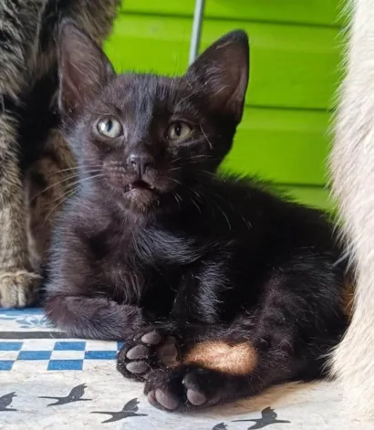 Gato raça SRD-ViraLata idade 1 ano nome Pantera