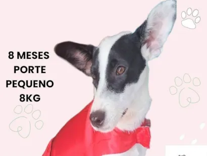 Cachorro raça SRD-ViraLata idade 7 a 11 meses nome Kiara