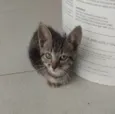 Simba