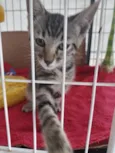 Simba