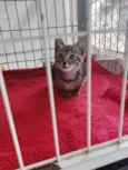 Simba