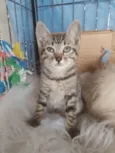 Simba