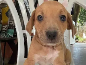 Cachorro raça SRD-ViraLata idade Abaixo de 2 meses nome Bela