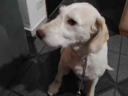 Cachorro raça SRD-ViraLata idade 2 anos nome Lyon