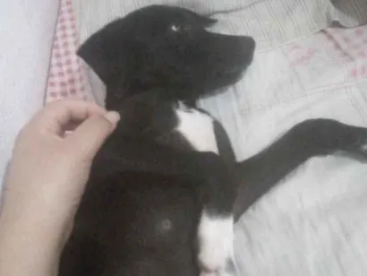 Cachorro raça SRD-ViraLata idade 7 a 11 meses nome Toddy