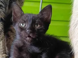 Gato raça SRD-ViraLata idade 1 ano nome Pantera