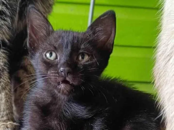 Gato ra a SRD-ViraLata idade 1 ano nome Pantera