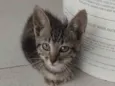 Simba