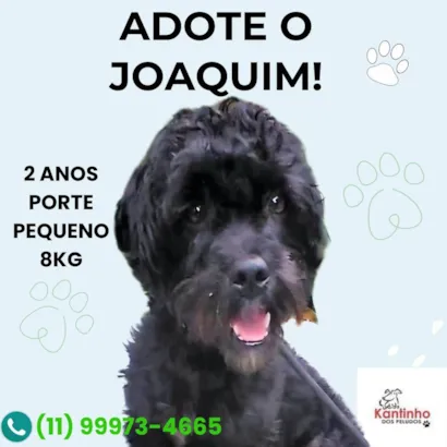 Cachorro raça SRD-ViraLata idade 2 anos nome Joaquim 