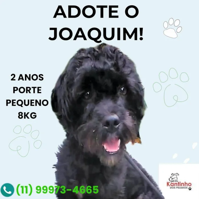 Cachorro ra a SRD-ViraLata idade 2 anos nome Joaquim 