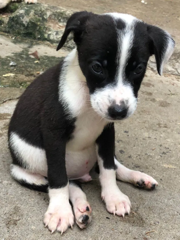 Cachorro ra a SRD-ViraLata idade 2 a 6 meses nome DIEGO BUENO