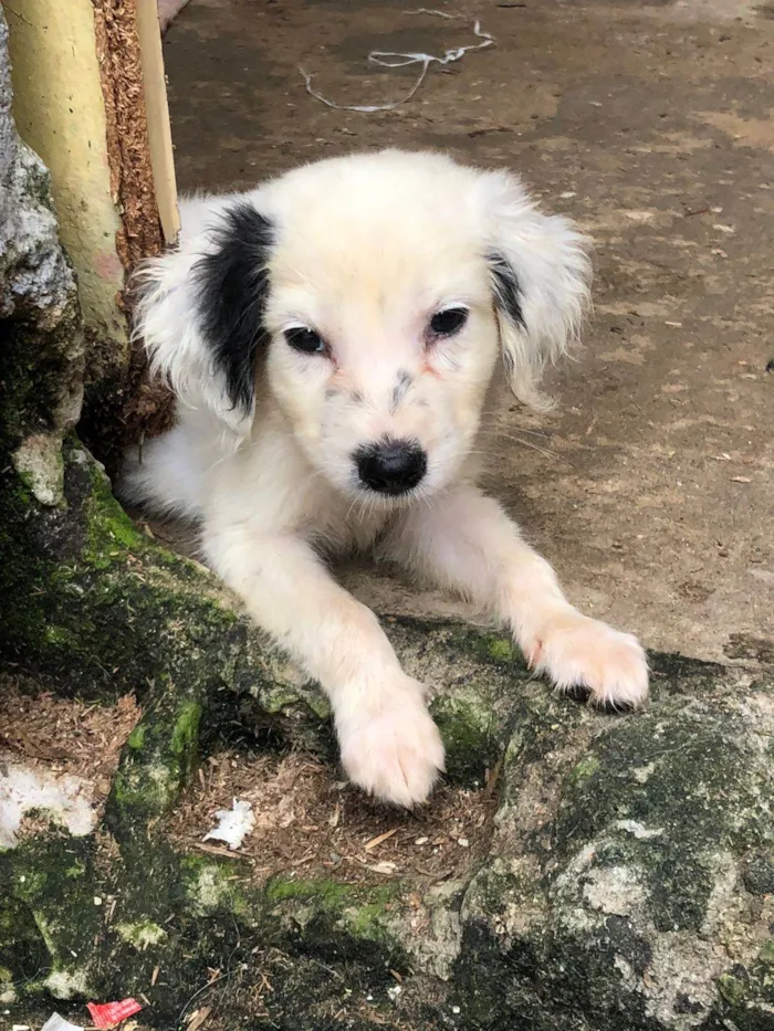 Cachorro ra a SRD-ViraLata idade 2 a 6 meses nome DIEGO BUENO