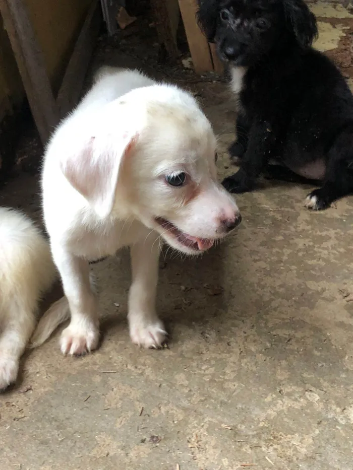 Cachorro ra a SRD-ViraLata idade 2 a 6 meses nome DIEGO BUENO