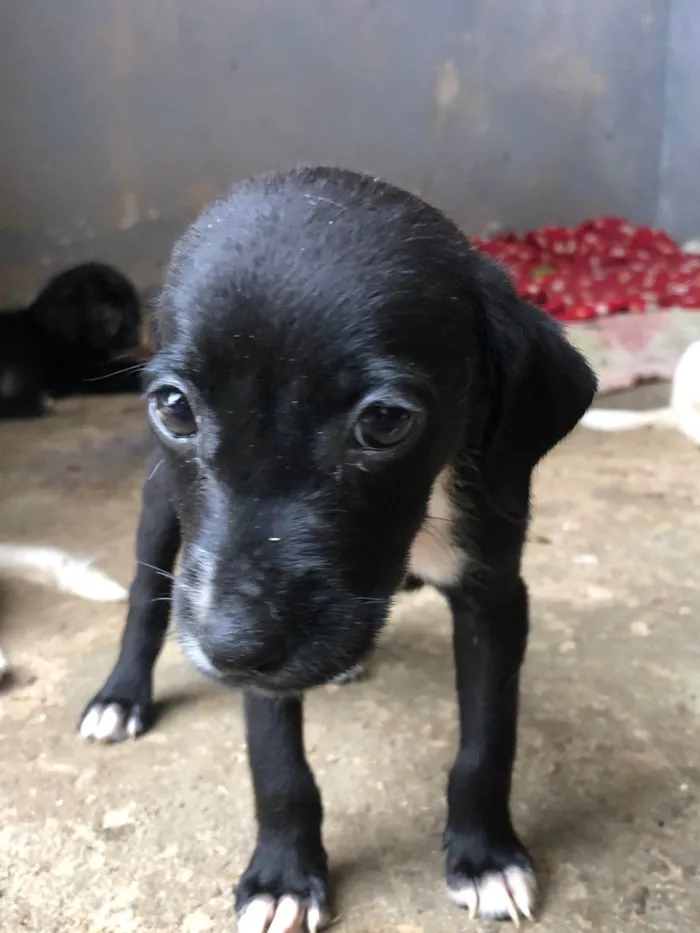 Cachorro ra a SRD-ViraLata idade 2 a 6 meses nome DIEGO BUENO