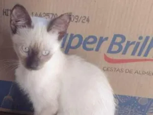 Gato raça SRD-ViraLata idade 2 a 6 meses nome Gatas 