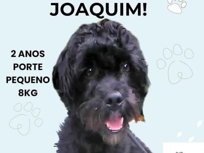 Cachorro ra a SRD-ViraLata idade 2 anos nome Joaquim 