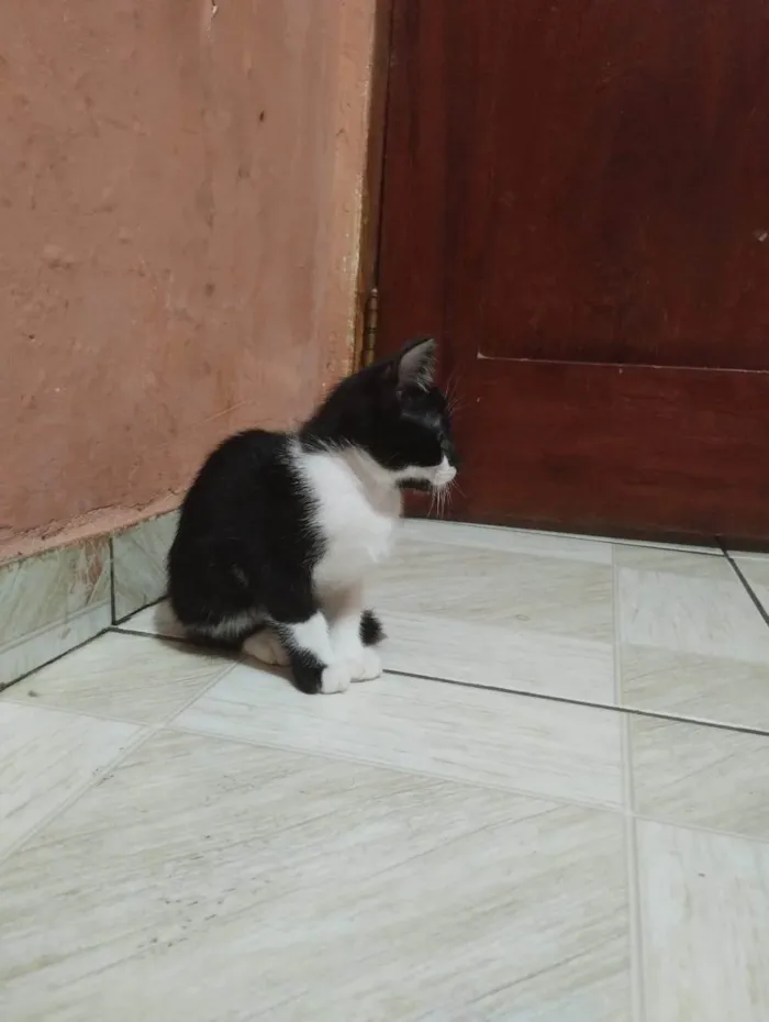 Gato ra a SRD-ViraLata idade 2 a 6 meses nome Pretinha