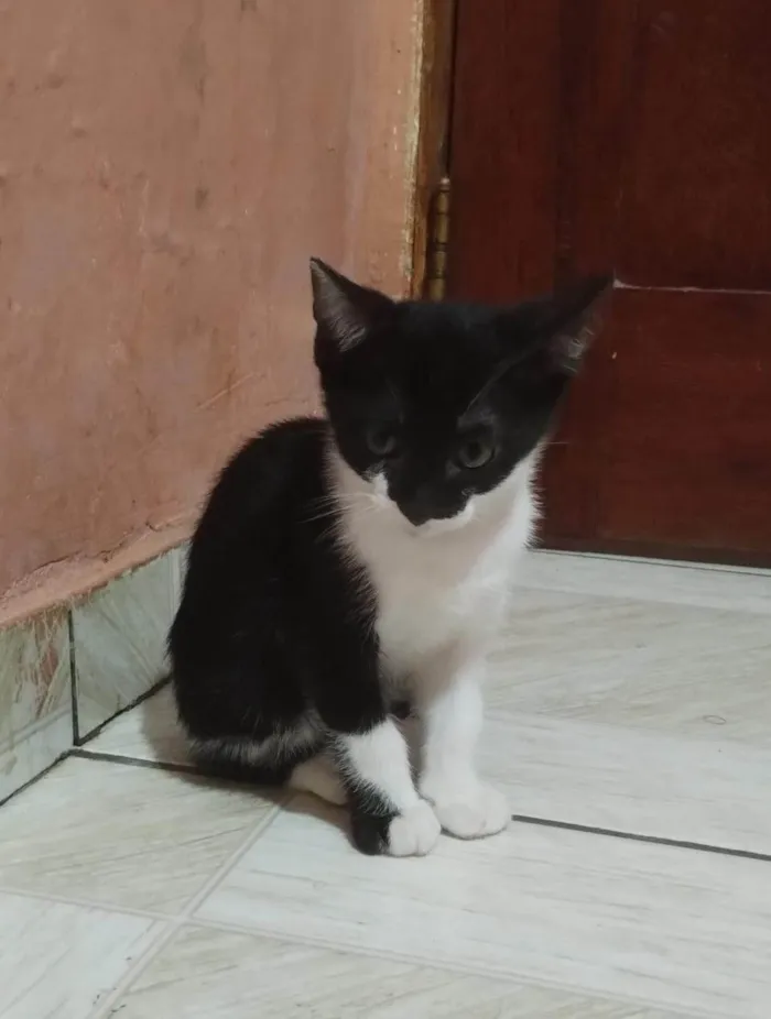 Gato ra a SRD-ViraLata idade 2 a 6 meses nome Pretinha