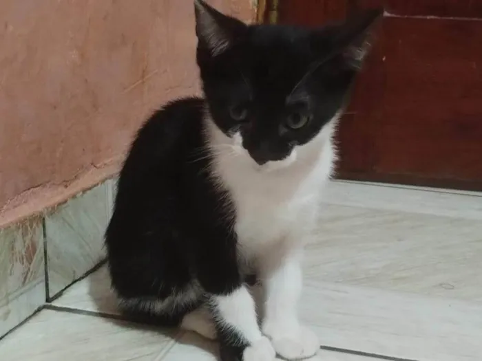 Gato ra a SRD-ViraLata idade 2 a 6 meses nome Pretinha