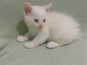 Gato raça SRD-ViraLata idade Abaixo de 2 meses nome Nino 