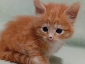 Gato raça SRD-ViraLata idade Abaixo de 2 meses nome Bolinha 