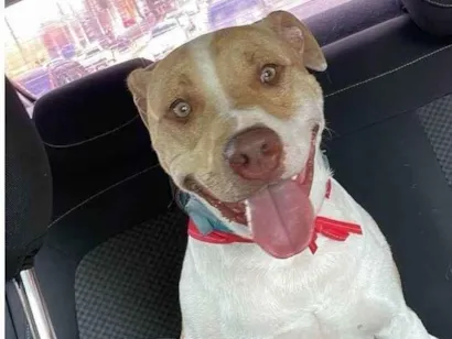 Cachorro raça Pit-Bull idade 1 ano nome Bruce