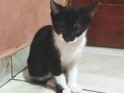 Gato raça SRD-ViraLata idade 2 a 6 meses nome Pretinha