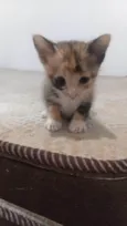 Mia