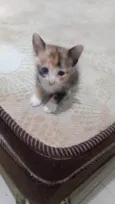 Mia