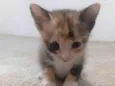 Mia