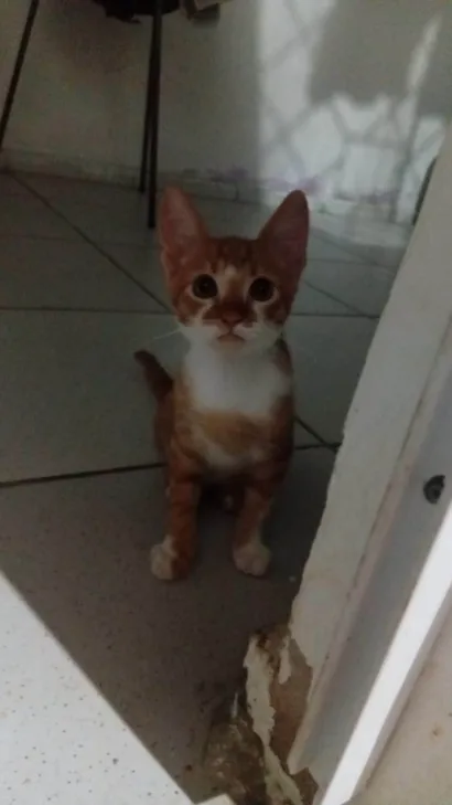 Gato raça SRD-ViraLata idade 2 a 6 meses nome Claudio 