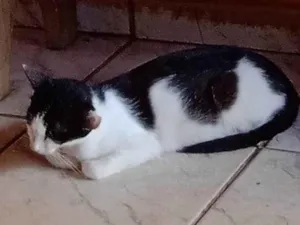 Gato raça SRD-ViraLata idade 1 ano nome Lola