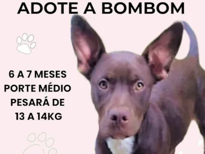 Cachorro raça SRD-ViraLata idade 7 a 11 meses nome Bombom