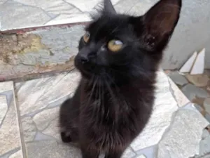 Gato raça SRD-ViraLata idade 2 a 6 meses nome Nina