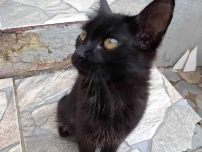 Gato ra a SRD-ViraLata idade 2 a 6 meses nome Nina