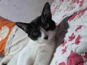 Gato raça SRD-ViraLata idade 4 anos nome Melissa (Me Mel)