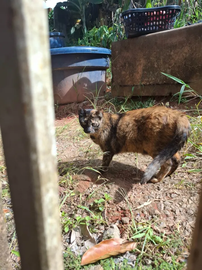 Gato ra a SRD-ViraLata idade 4 anos nome Aurora