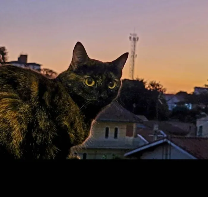 Gato ra a SRD-ViraLata idade 1 ano nome Amora