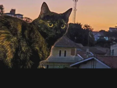Gato raça SRD-ViraLata idade 1 ano nome Amora