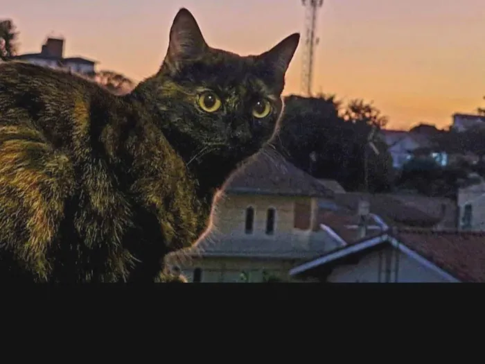 Gato ra a SRD-ViraLata idade 1 ano nome Amora