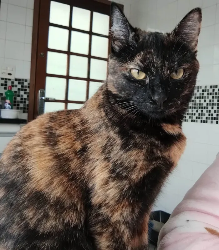Gato ra a SRD-ViraLata idade 1 ano nome Amora