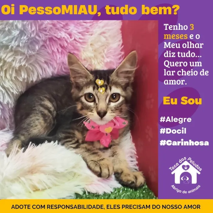 Gato ra a SRD-ViraLata idade 2 a 6 meses nome lulu