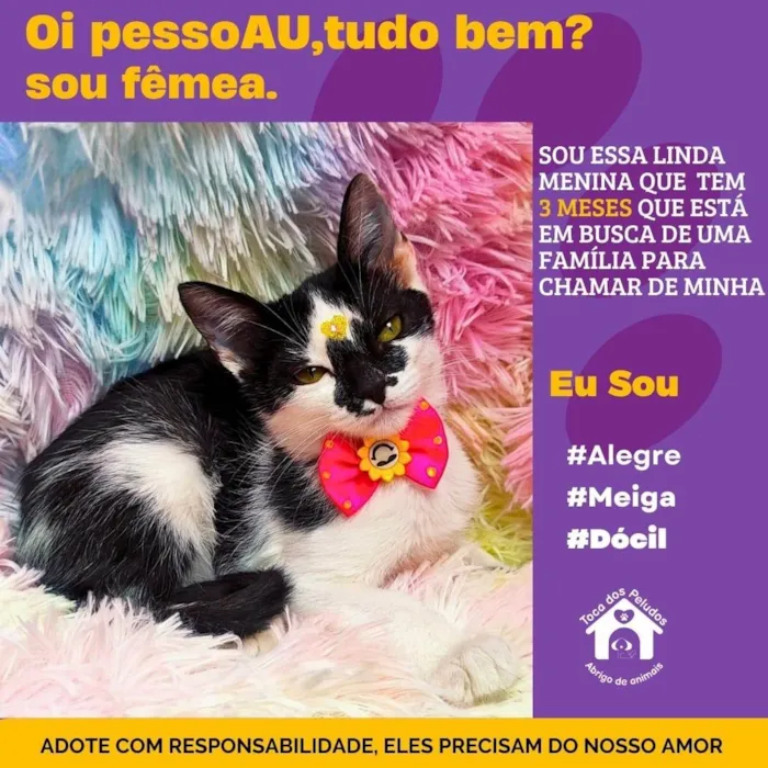 Gato ra a SRD-ViraLata idade 2 a 6 meses nome susan