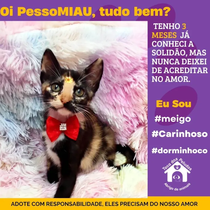 Gato ra a SRD-ViraLata idade 2 a 6 meses nome xuxinha