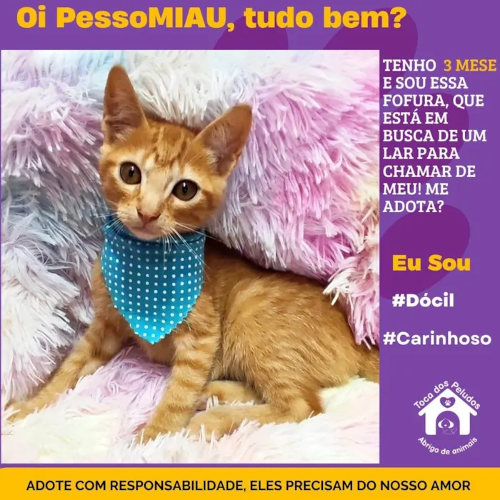 Gato ra a SRD-ViraLata idade 2 a 6 meses nome biscoito