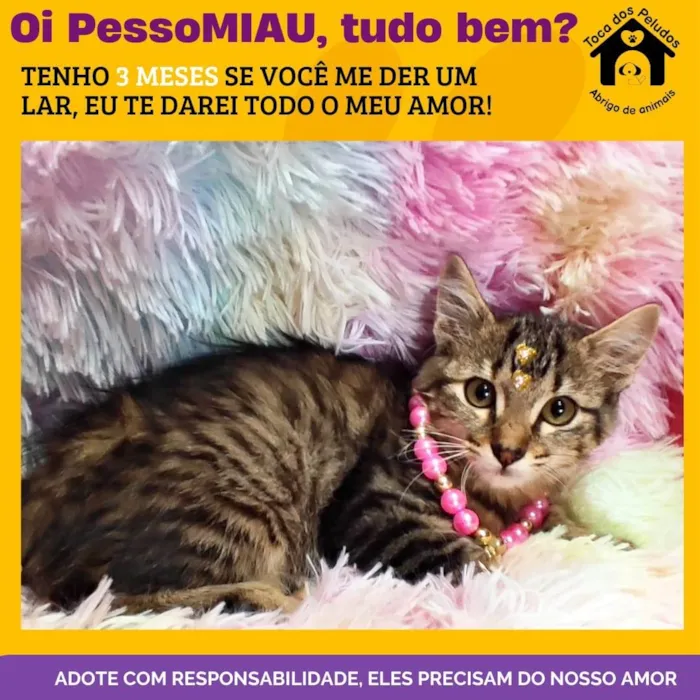 Gato ra a SRD-ViraLata idade 2 a 6 meses nome clauclau