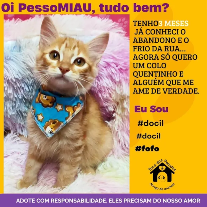 Gato ra a SRD-ViraLata idade 2 a 6 meses nome thiago